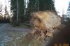 Myrskytuhot_151101_009.jpg