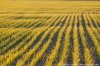 _MG_1720.jpg